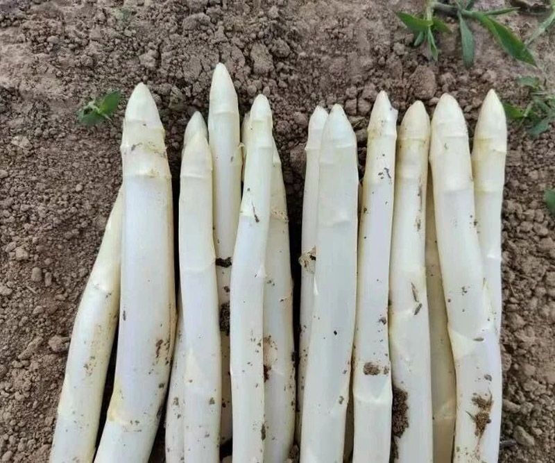 菏泽市新增3件国家地理标志产品 以“地标赋能”激 活乡村振兴新动能